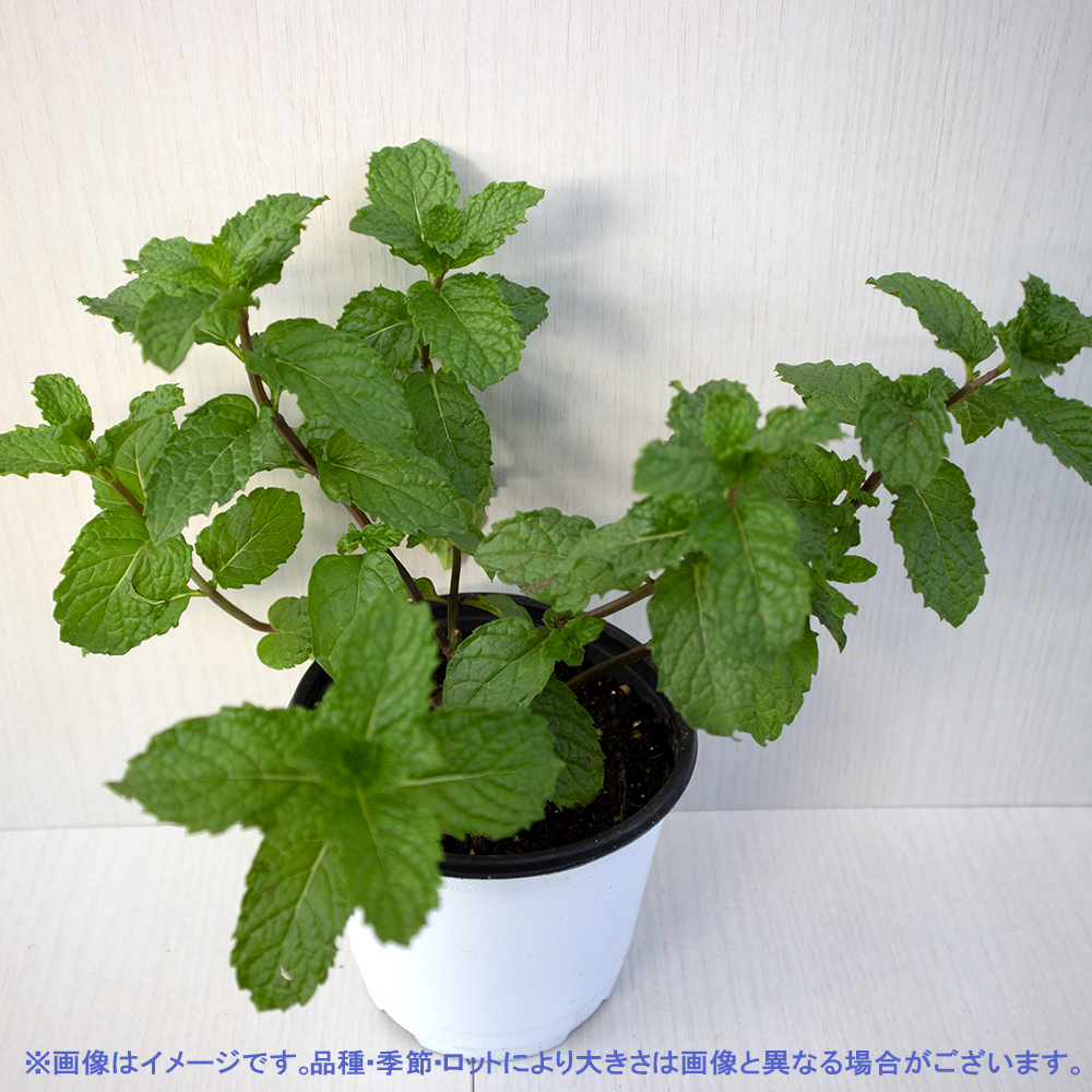 ITANSE трава рассада запасной мята 10.5cm pot 2 шт. комплект бесплатная доставка .... простой!..... трава рассада серии!i язык se официальный 