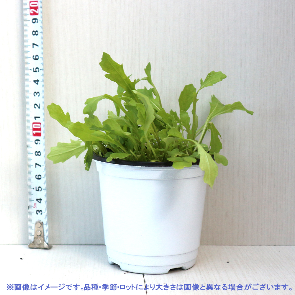 ITANSE трава рассада wild Rocket 10.5cm pot 4 шт. комплект бесплатная доставка .... простой!..... трава рассада серии!i язык se официальный 