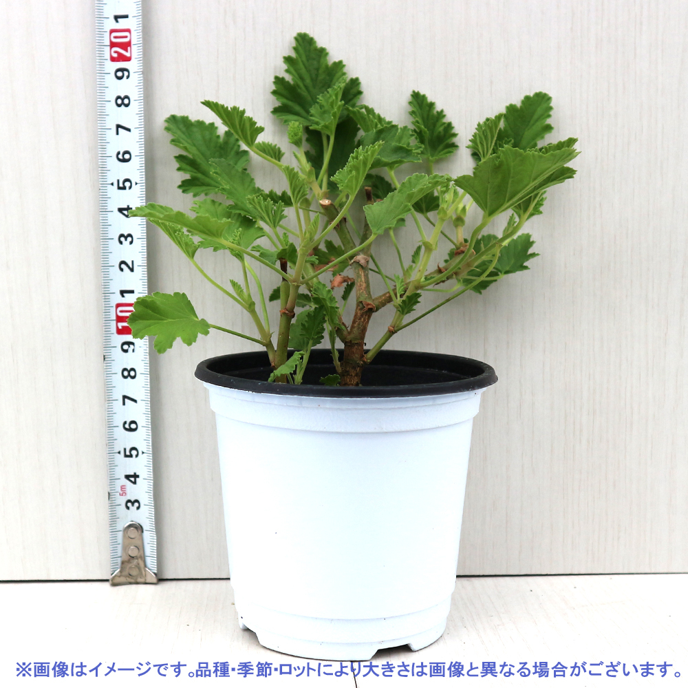 ITANSE трава рассада лимон герань 10.5cm pot 4 шт. комплект бесплатная доставка .... простой!..... трава рассада серии!i язык se официальный 