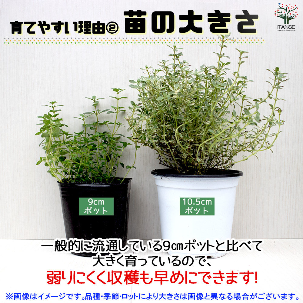 ITANSE розмарин евро select 10.5cm горшок /. сделка 4 шт. комплект розмарин. рассада herb трава трава рассада 