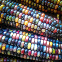  стакан jem кукуруза ( радуга цвет кукуруза ) семена примерно 20 шарик ввод драгоценнный камень похоже . кукуруза. вид 