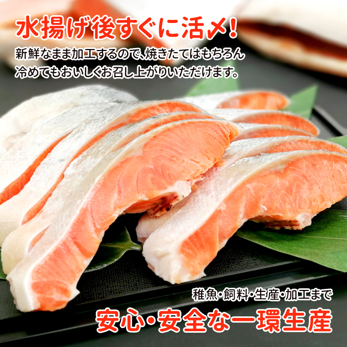 2 piece .700 jpy OFF! bulk buying coupon!. taking . domestic production silver salmon salt free 10 cut free shipping your order gourmet salmon cut ..