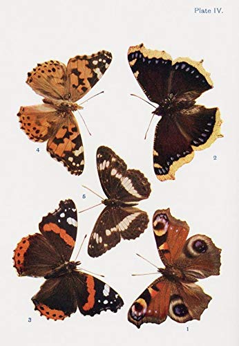 WSFurneaux по причине различный видов бабочка. иллюстрации Butterflies Moths and Other насекомое . живое существо of the Countr