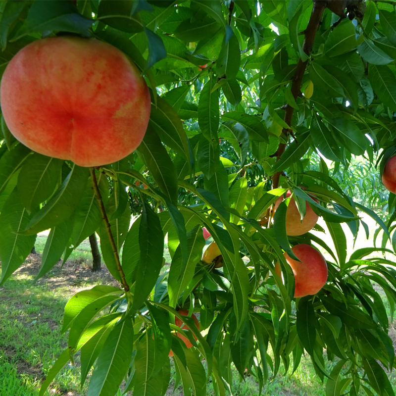 mo. peach wasa-k.-nwasa- Queen Nagano prefecture . slope city 5kg