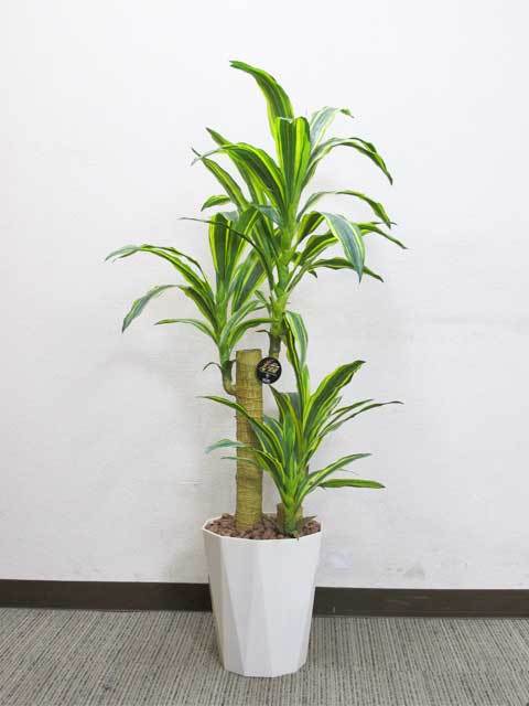  dracaena photocatalyst deodorization anti-bacterial office green decorative plant 