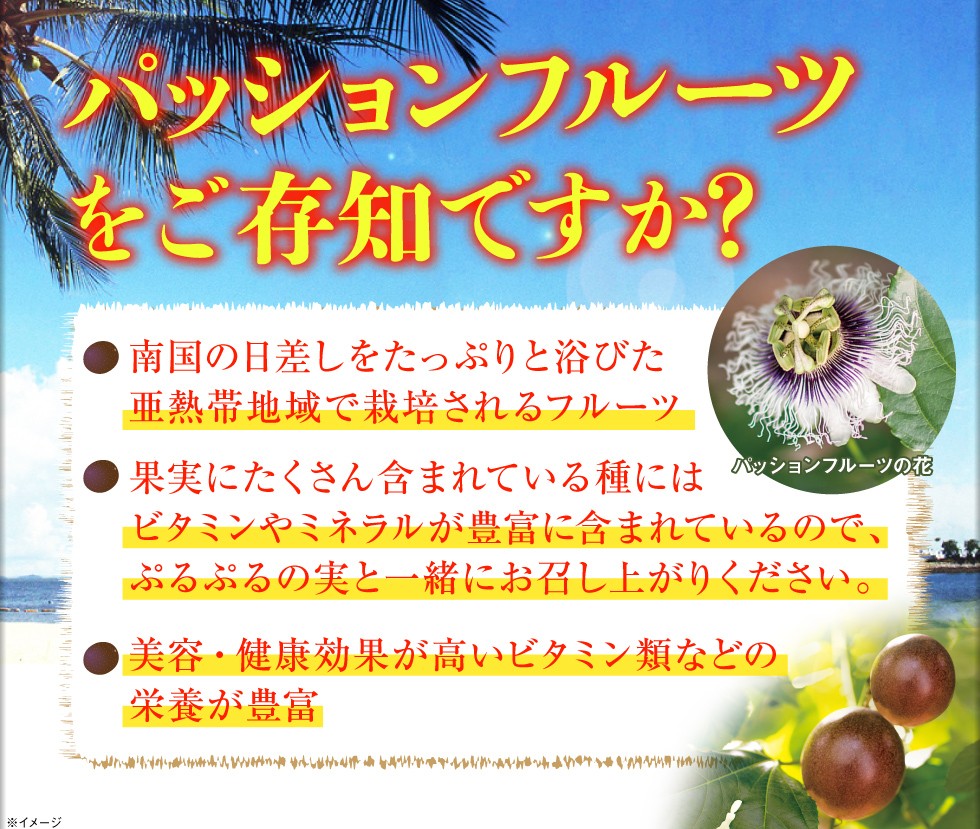 ( Point 2 times ) Okinawa production passionfruit preeminence goods 900g 9~12 sphere JA.... gift clock .