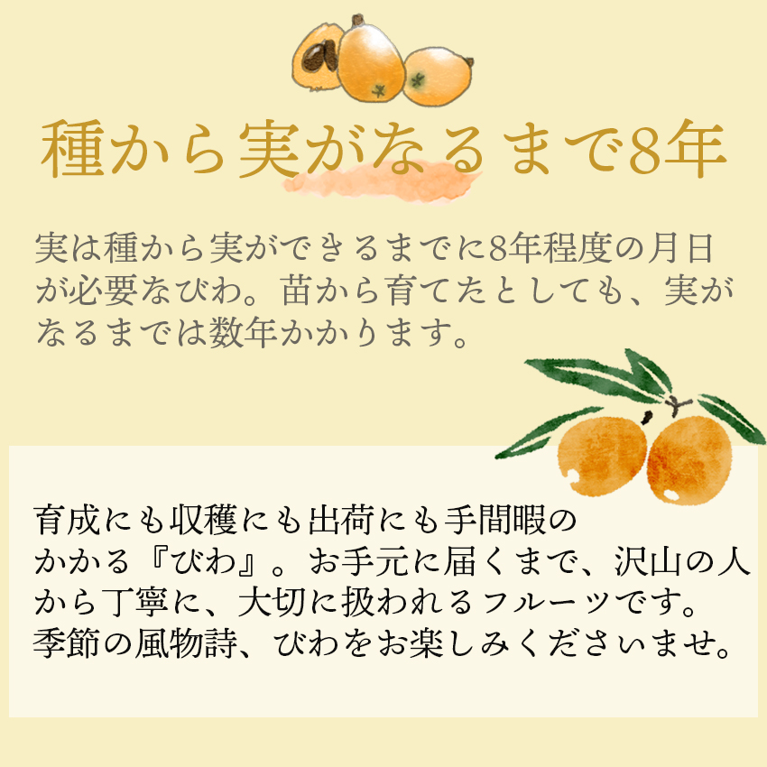  Kyushu production loquat 2 pack (12-16 bead )( Father's day gift . festival . present )