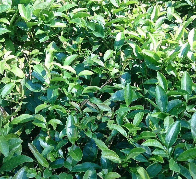 seitakaawadachi saw bathwater additive bus herb pesticide * fertilizer un- use .. nature agriculture .. tea 