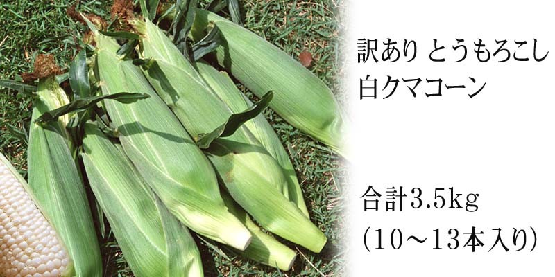 ( free shipping ) with translation Hokkaido production white corn asahi mountain zoo white .. corn 11~13 pcs insertion .( Hokkaido sweet corn ) white maize 