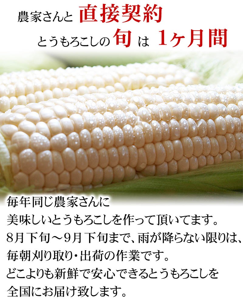 ( free shipping ) with translation Hokkaido production white corn asahi mountain zoo white .. corn 11~13 pcs insertion .( Hokkaido sweet corn ) white maize 
