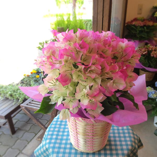 ブーゲンビレア ピンク系 5号鉢サイズ 鉢植え 花 フラワー 鉢花 プレゼント ギフト 贈り物 ブーゲンビリア ブライダルピンク 母の日ギフト 21年 Bougain 01 薫る花 通販 Yahoo ショッピング