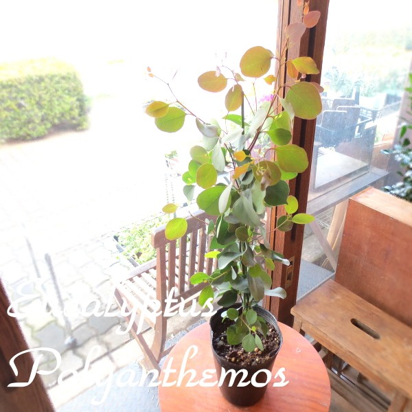 ユーカリ ポポラス 5号鉢サイズ 鉢植え 丸葉ユーカリ ハートリーフ ユーカリポポラス 観葉植物 ミニ プレゼント ギフト お誕生日 庭木 シンボルツリー 苗 Eucaly 01 薫る花 通販 Yahoo ショッピング