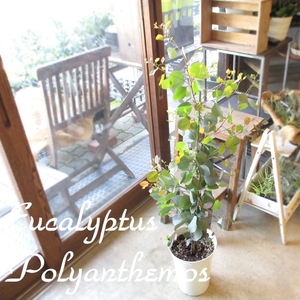 ユーカリ ポポラス 7号鉢サイズ 鉢植え 丸葉ユーカリ ハートリーフ