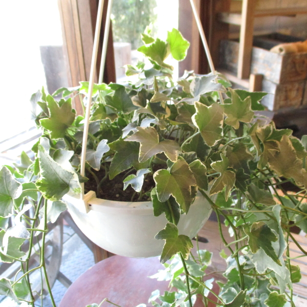 斑入り アイビー ヘデラ グレイシャー 6号吊鉢 鉢植え グレーシャー 蔓性 つる性 吊り下げ ぶら下げ 壁掛け 薫る花 観葉植物 おしゃれ Ivy 02 薫る花 通販 Yahoo ショッピング