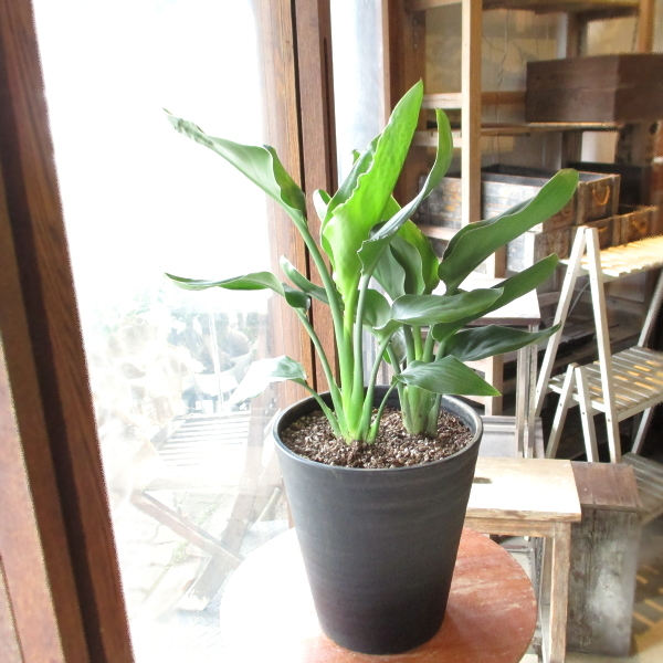 ストレリチア レギネ 極楽鳥花 ゴクラクチョウカ 7号鉢サイズ 黒色 セラアート鉢 鉢植え ストレチア 送料無料 薫る花 観葉植物 おしゃれ インテリアグリーン Reginae 03 薫る花 通販 Yahoo ショッピング