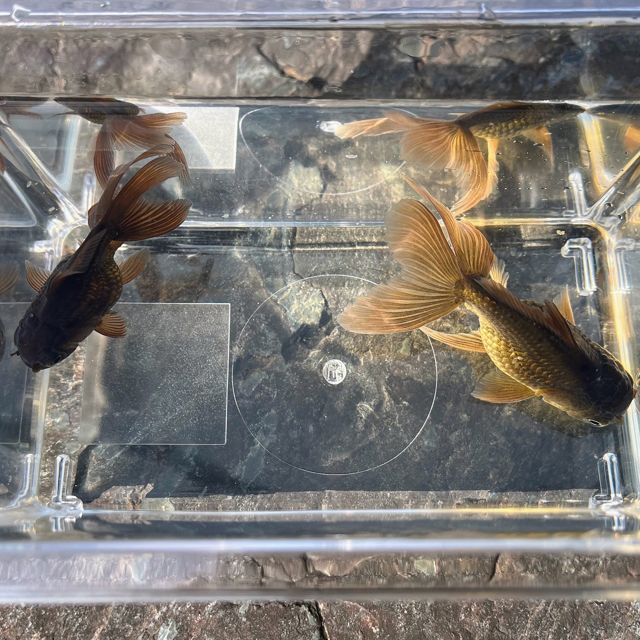 ( goldfish ) domestic production black Holland Satsuma production (1 pcs )[ organism ]