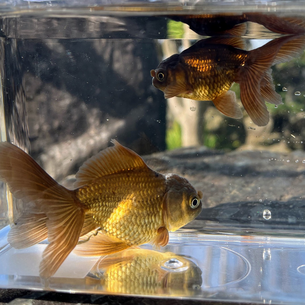 ( goldfish ) domestic production black Holland Satsuma production (1 pcs )[ organism ]