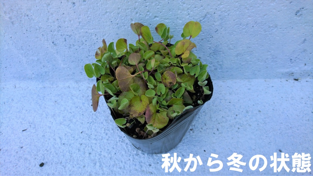  dichondra 1 pot da squid n gong AOI gokemi Clan sa Hill gao. ground ... for . growth make seedling Heart. like leaf ... lovely 