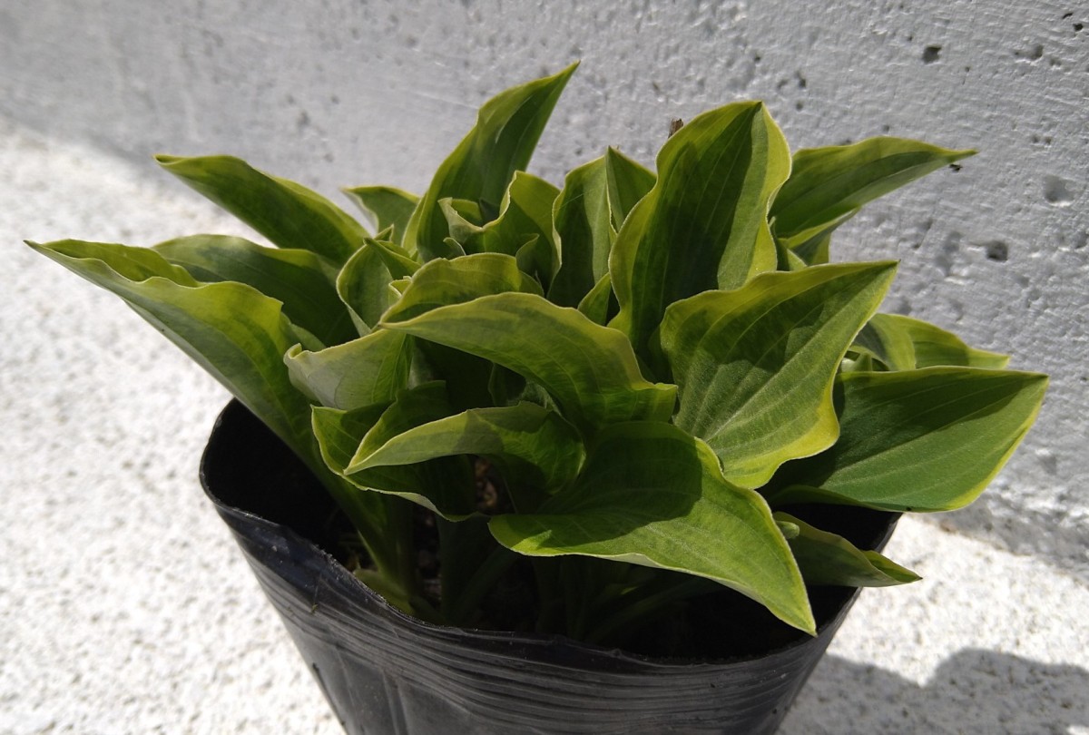  hosta Golden Tiara [10.5cm pot ] 1 pot ho start small leaf goods kind hosta green leaf shade garden .! seedling 