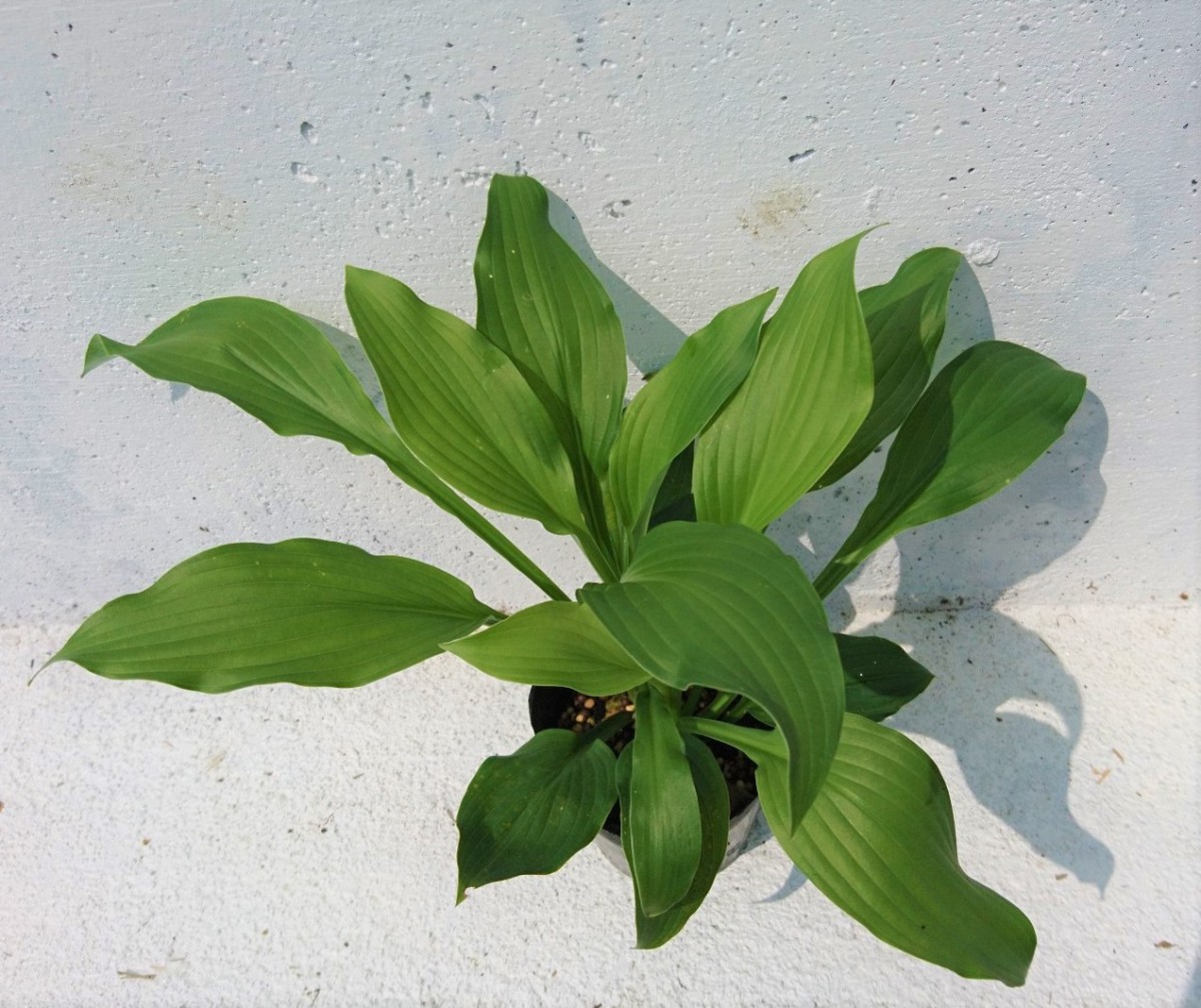  hosta [10.5cm pot ] 1 pot ho start general goods kind hosta green leaf shade garden .! seedling 