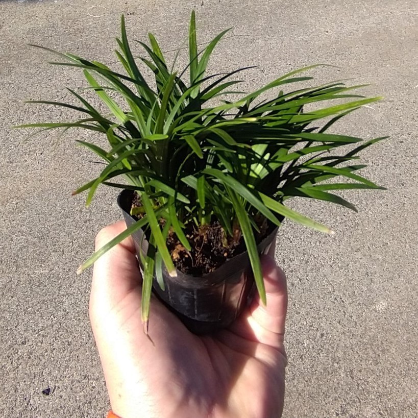  sphere dragon ophiopogon japonicus tamari ..30 pot set + is possible to choose sapling attaching green. .. sick . insect . little no ..... seedling [ is possible to choose sapling Get!]