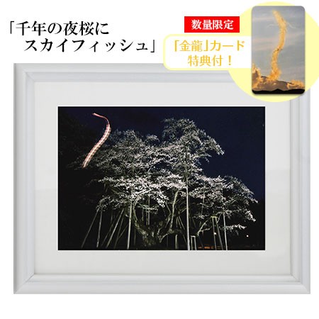  autumn origin . good wonderful photograph 2L version thousand year. night Sakura . Sky fish gold dragon card with special favor silver salt life photograph better fortune goods .. up 