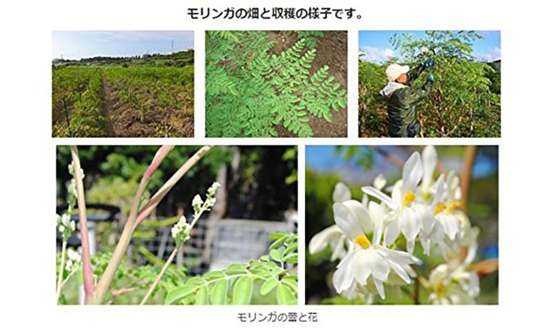 新しい到着 琉球新美 沖縄産 モリンガ粉 60ｇ 12袋 アクアグリーン沖縄 モリンガ 粉 オーガニック サプリ 健康 自然食品 スパーフード 栄養豊富 送料無料 新しい到着 Zoetalentsolutions Com