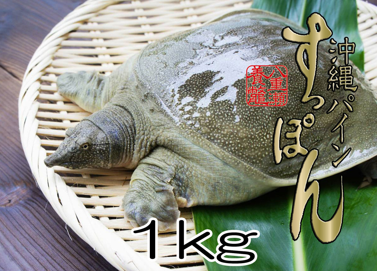 [8/1.. repeated . expectation ]. Okinawa pine softshell turtle (1kg rom and rear (before and after) ) softshell turtle saucepan for 