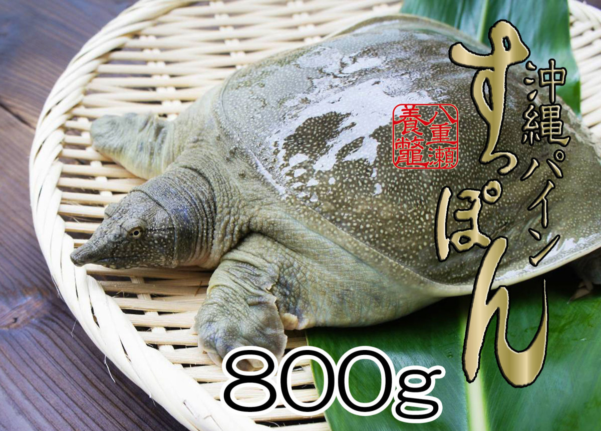 [8/1.. repeated . expectation ]. Okinawa pine softshell turtle (800g rom and rear (before and after) ) softshell turtle saucepan for 