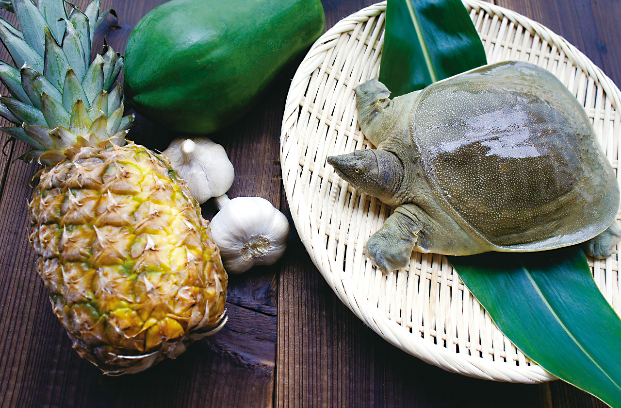  Okinawa сосна дальневосточная черепаха premium суп [ высшее ] дальневосточная черепаха мясо ввод * без добавок товар 
