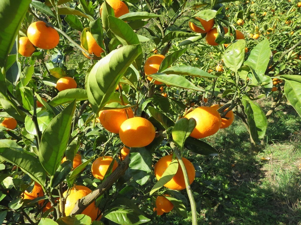 ... shop Wakayama Arita production mandarin orange ( super goods )5kg