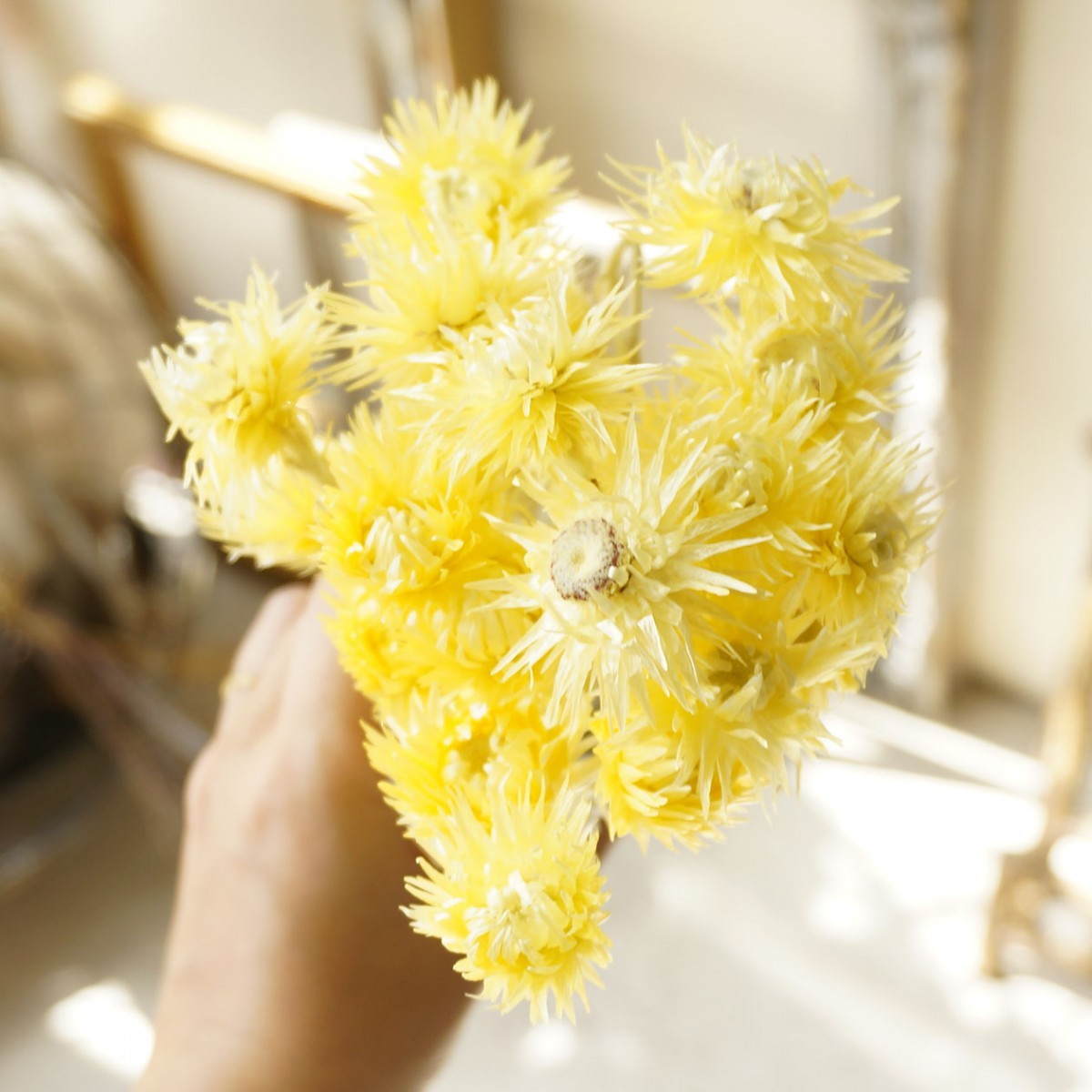 large ground agriculture . dry flower Mini silver daisy all 7 color [ sachet raw materials candle raw materials dry flower arrangement for ] [ Sunday holiday delivery business holiday ]