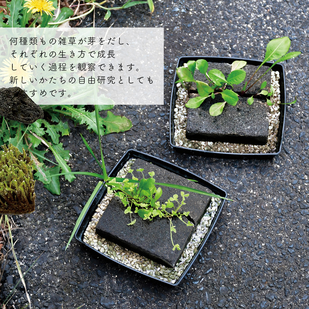 雑草栽培セット 栽培キット 草 植物 観賞用 コンクリート風 ユニーク 面白い 趣味 子ども 自由研究 簡単 インテリア 育てる 癒し ギフト 贈り物 プレゼント キングセレクション 通販 Paypayモール