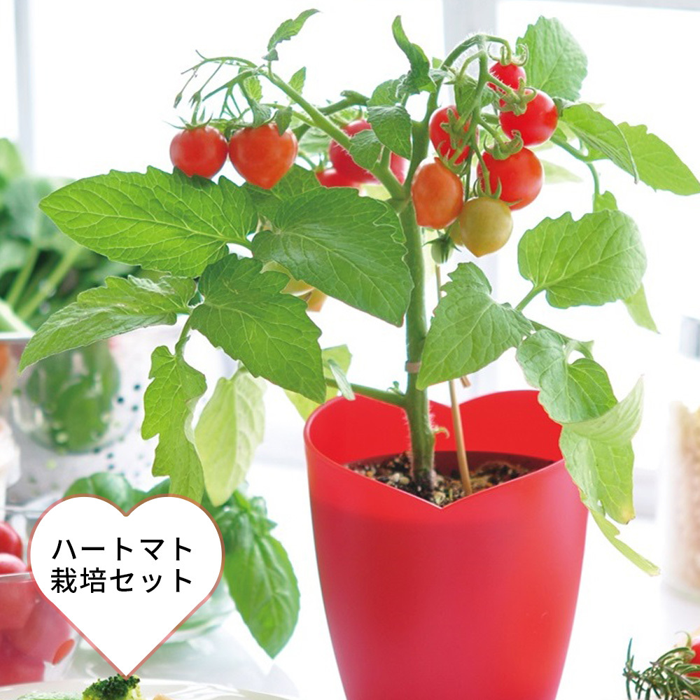 ハートマト栽培セット トマト 栽培セット 家庭菜園 ガーデニング ミニトマト 小さい サイズ グリーン ご予約品 簡単 可愛い 在宅ワーク ハートポット インテリア ミニ