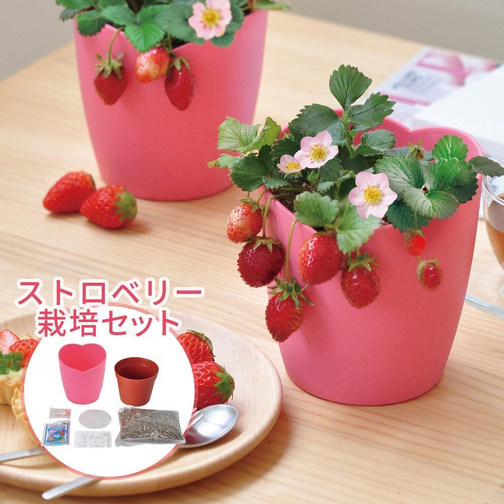 えだまめ栽培セット 枝豆 食べれる 家庭菜園 栽培キット ガーデニング 小さい 育てやすい 可愛い グリーン おうち時間 家 お手軽 ユニーク 雑貨 父 キングセレクション 通販 Paypayモール