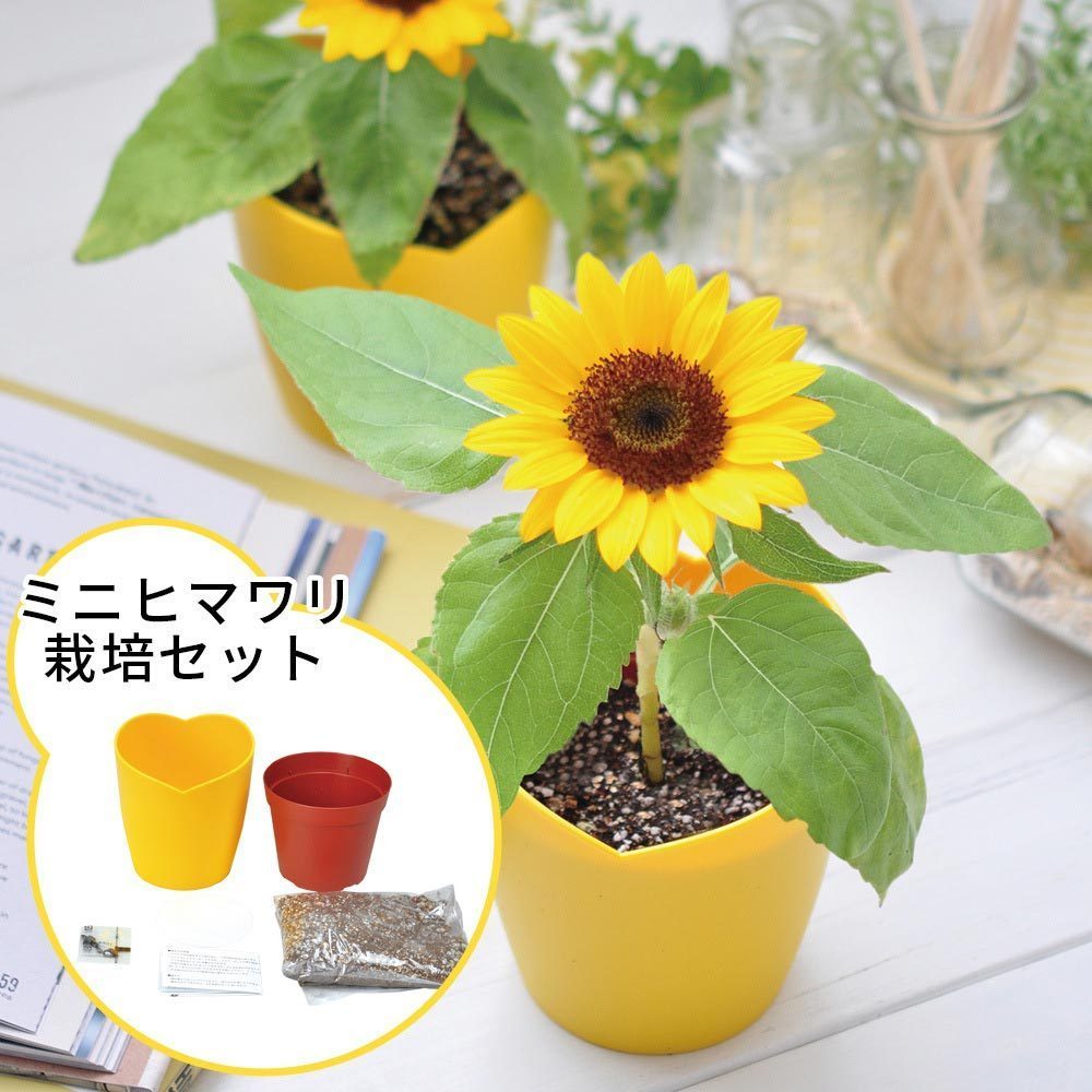 品質満点 可愛い 栽培キット 父 えだまめ栽培セット 家 グリーン ガーデニング 家庭菜園 雑貨 育て