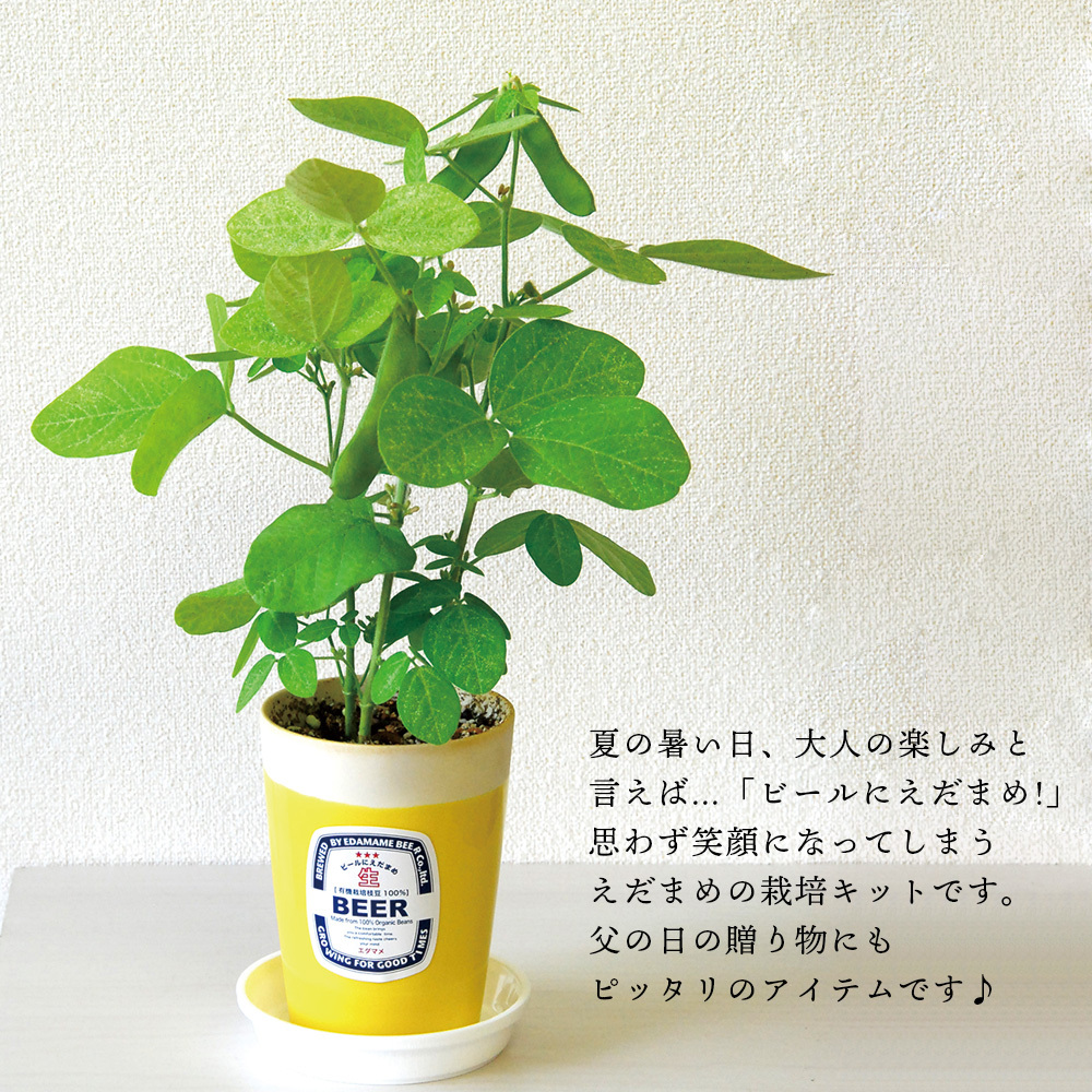えだまめ栽培セット 枝豆 食べれる 家庭菜園 栽培キット ガーデニング 小さい 育てやすい 可愛い グリーン おうち時間 家 お手軽 ユニーク 雑貨 父 キングセレクション 通販 Paypayモール