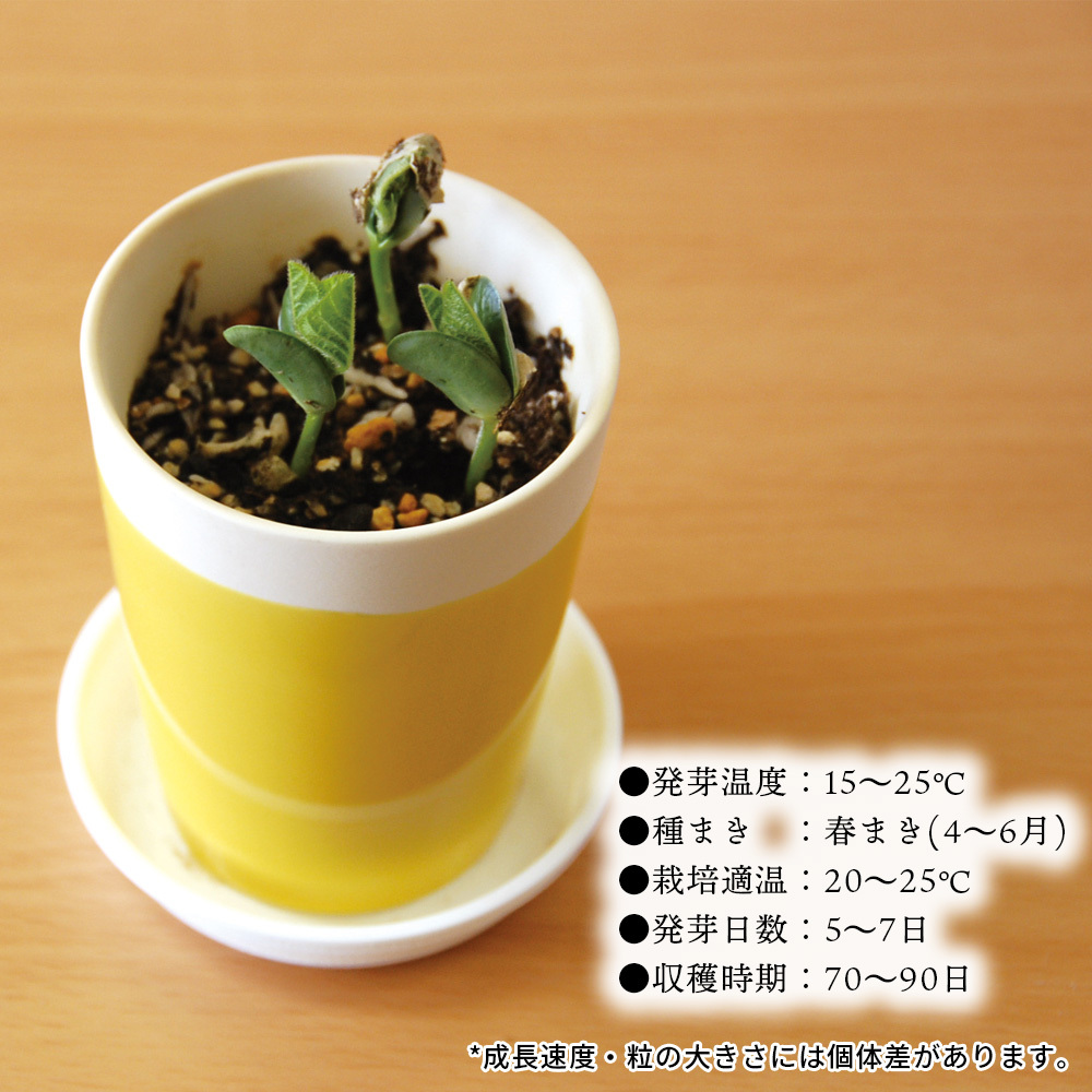 えだまめ栽培セット 枝豆 食べれる 家庭菜園 栽培キット ガーデニング 小さい 育てやすい 可愛い グリーン おうち時間 家 お手軽 ユニーク 雑貨 父 キングセレクション 通販 Paypayモール