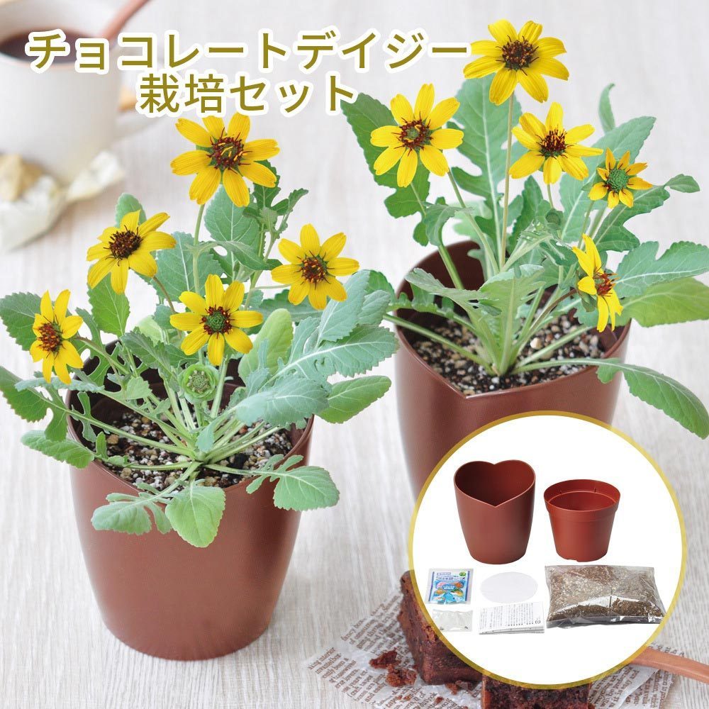 品質満点 可愛い 栽培キット 父 えだまめ栽培セット 家 グリーン ガーデニング 家庭菜園 雑貨 育て