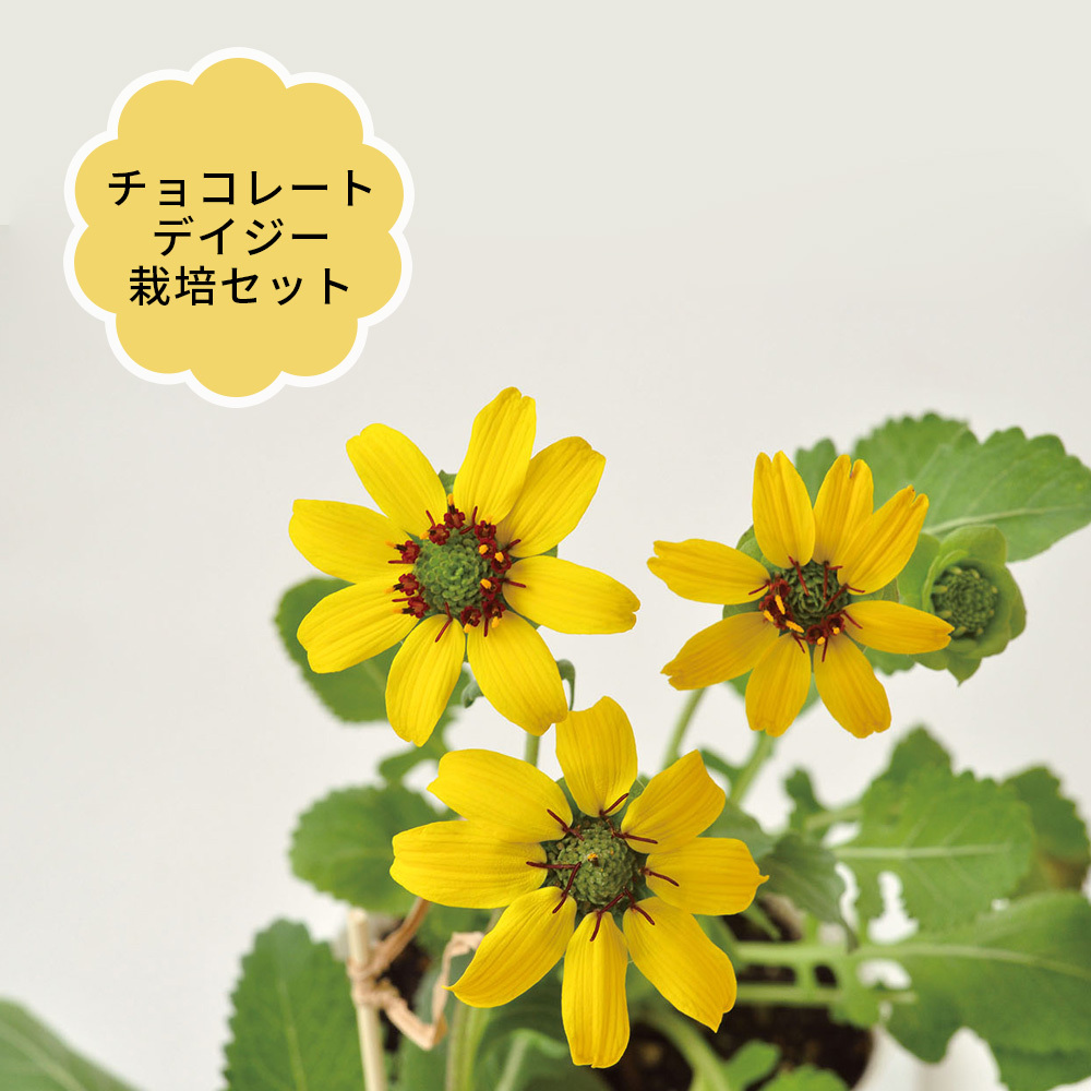 チョコレートデイジー栽培セット デイジー フラワー キット 栽培 ガーデニング 可愛い 黄色い お花 観賞用 良い匂い おうち時間 家 育てやすい しゃれ お手軽 キングセレクション 通販 Paypayモール