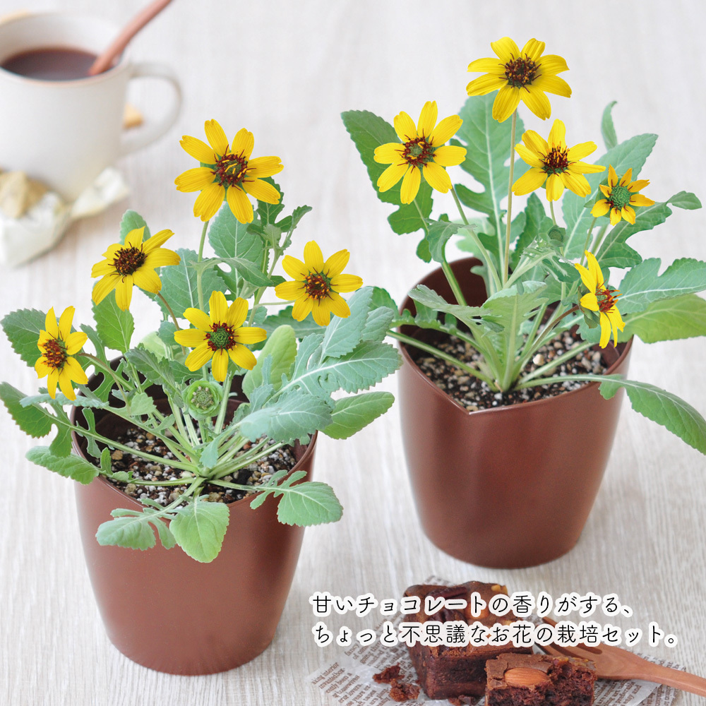 チョコレートデイジー栽培セット デイジー フラワー キット 栽培 ガーデニング 可愛い 黄色い お花 観賞用 良い匂い おうち時間 家 育てやすい しゃれ お手軽 キングセレクション 通販 Paypayモール