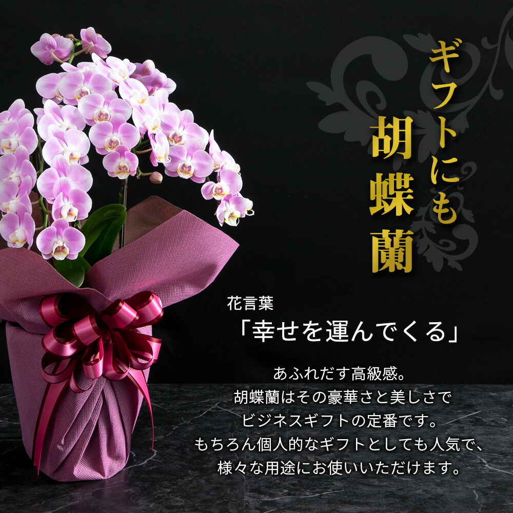 ネットワーク全体の最低価格に挑戦 ミディ 胡蝶蘭 3株 3本 6号鉢 ラッピング リボン付き 鉢植え 花 生花 鉢花 インテリア お祝い 開店 開院 御礼 就任 退職 供花 新築 誕生日 長寿 祝い サロン ショップ お店 オフィス オーキッド 洋蘭 かわいい プレゼント