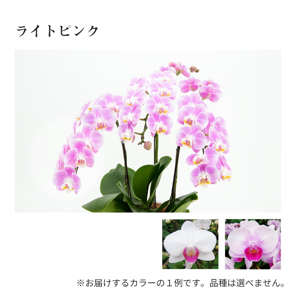本店は ミディ 胡蝶蘭 3株 3本 6号鉢 ラッピング リボン付き 鉢植え 花 生花 鉢花 インテリア お祝い ギフト プレゼント 開店 開院 御礼 就任 退職 供花 新築 誕生日 長寿 祝い サロン ショップ お店 オフィス オーキッド 洋蘭