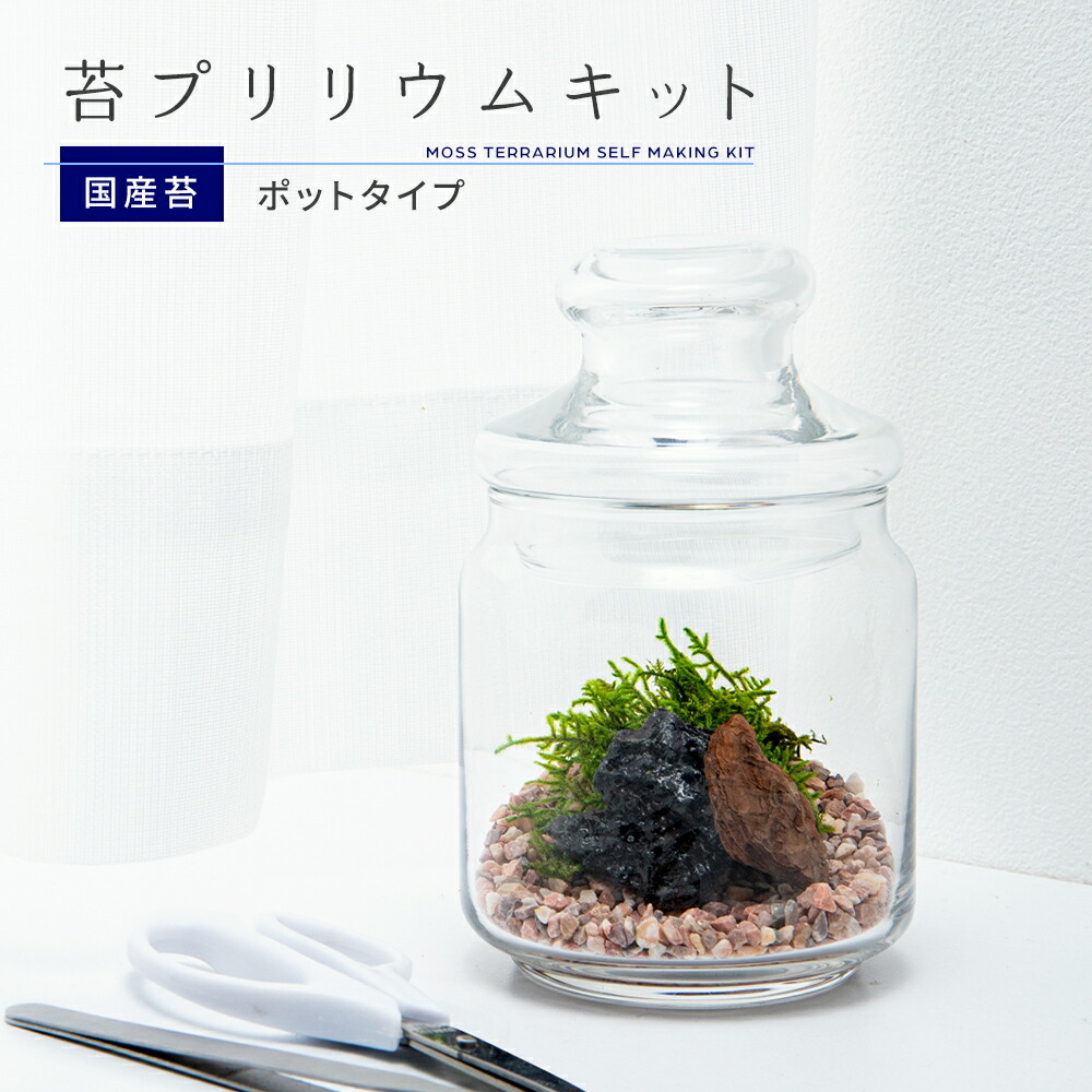 10円 超歓迎 父の日 苔盆 苔 コケ テラリウム 手作り 工作 キット 苔