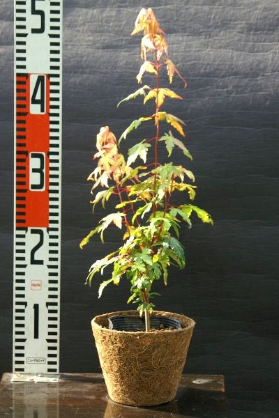iro is momiji(. leaf ) sapling [ garden tree ] 30~50cm rom and rear (before and after) 
