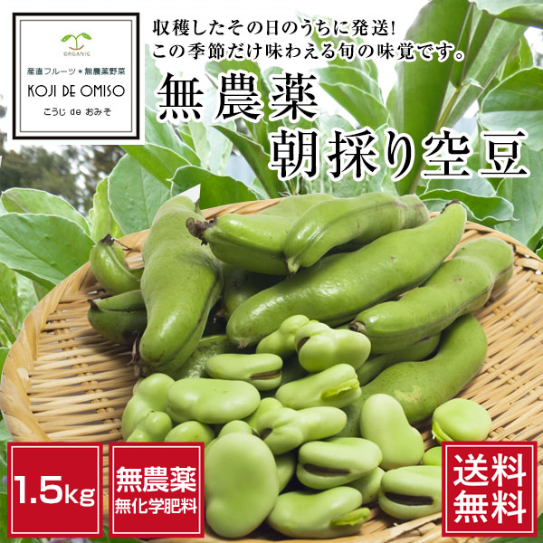 [5 month on ... shipping ] Wakayama production less pesticide morning .. empty legume ( broad bean )1.5kg[ free shipping ]# date designation un- possible * shipping next day receipt limitation # * next day delivery time zone . please note.