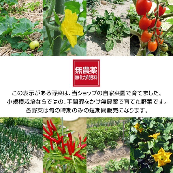 [5 month on ... shipping ] Wakayama production less pesticide morning .. empty legume ( broad bean )1.5kg[ free shipping ]# date designation un- possible * shipping next day receipt limitation # * next day delivery time zone . please note.