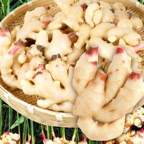  ginger 4kg new ginger Wakayama production rebirth . refrigeration flight free shipping food 