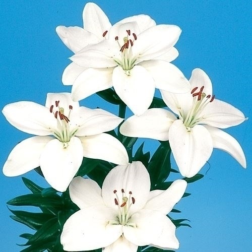 su.. лилия луковица 8 месяц .... лилия белый цветок 6 лампочка / ska si.. 100 ...... садоводство садоводство 