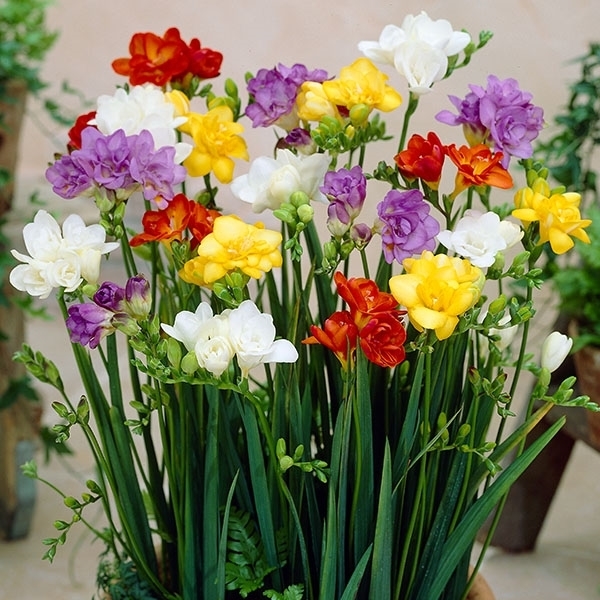  autumn .. bulb freesia double . set 5 color 20 lamp ( each 4 lamp ) early stage discount 